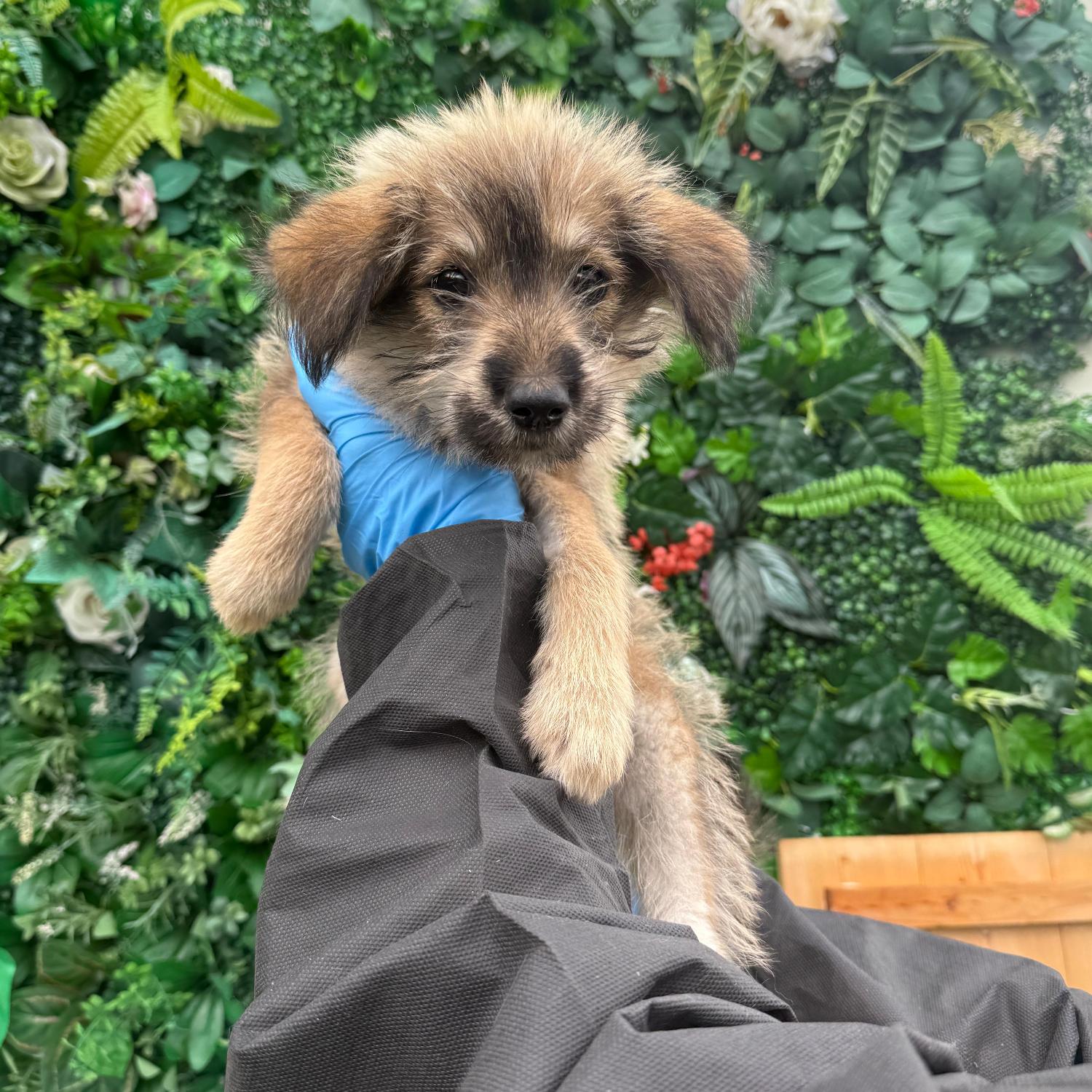 보호중 믹스견의 가…